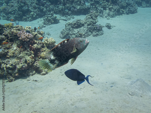 A a fish of the species Chelilinus and a redtoothed triggerfish (Odonus niger). Some other common names include Blue Triggerfish, Redfang Triggerfish, Redtoothed filefish, and Niger Triggerfish. photo