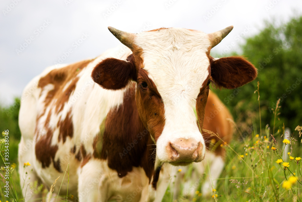 Young cow looking into camera. Slovak village meadow. Organic farming animals free and happy outdoors on the grass field. Young cow looking into camera. Slovak village meadow. Organic farming animals free and happy outdoors on the grass field.