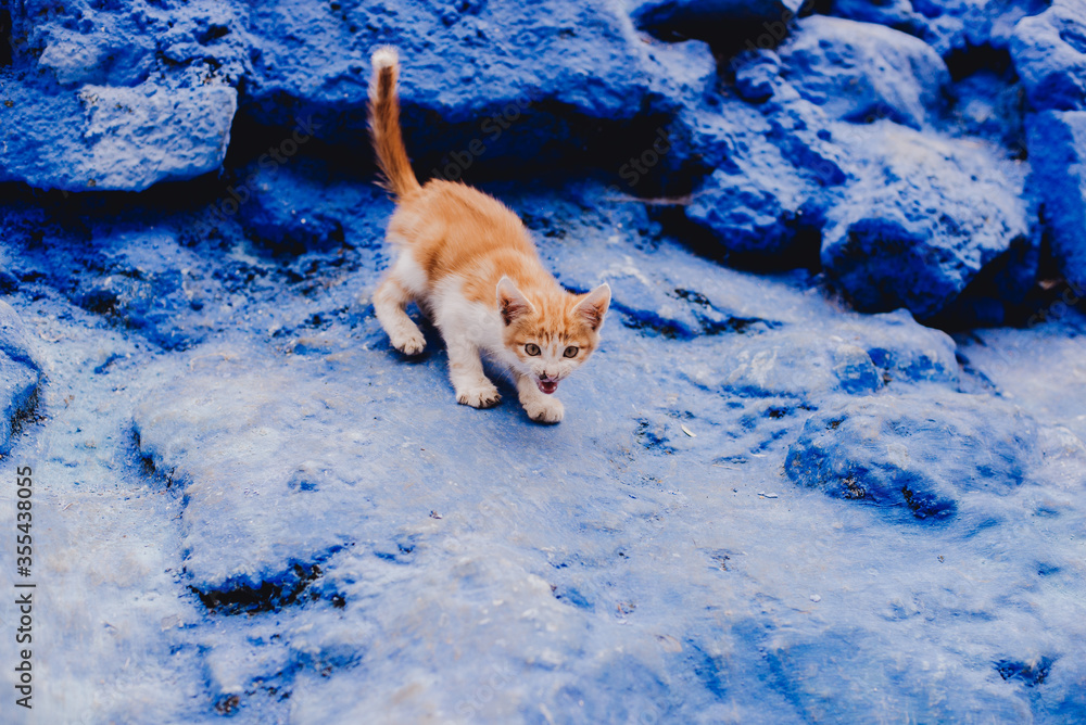kitten on blue wall in Chefchaouen, Morocco kitten on blue wall in Chefchaouen, Morocco