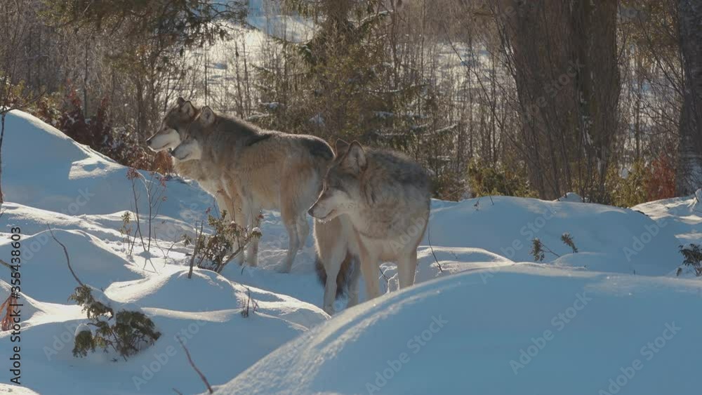 wolf pack animal standing winter scenery watching alerted wolf pack animal standing winter scenery watching alerted
