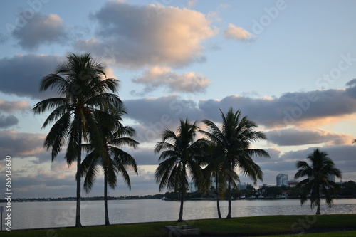 palm trees at dusk