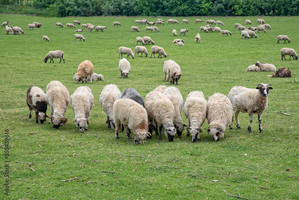 Flock Of Sheep In Green Pasture