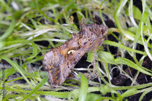 The Silver Y (Autographa gamma) is a migratory moth of the family Noctuidae. Caterpillars of this owlet moths are pests more than 200 different species of plants including crops. © Tomasz