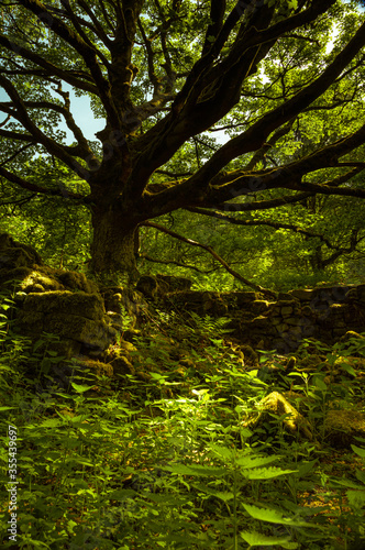 Sunlit woodland in Hathersage Booths © Luke