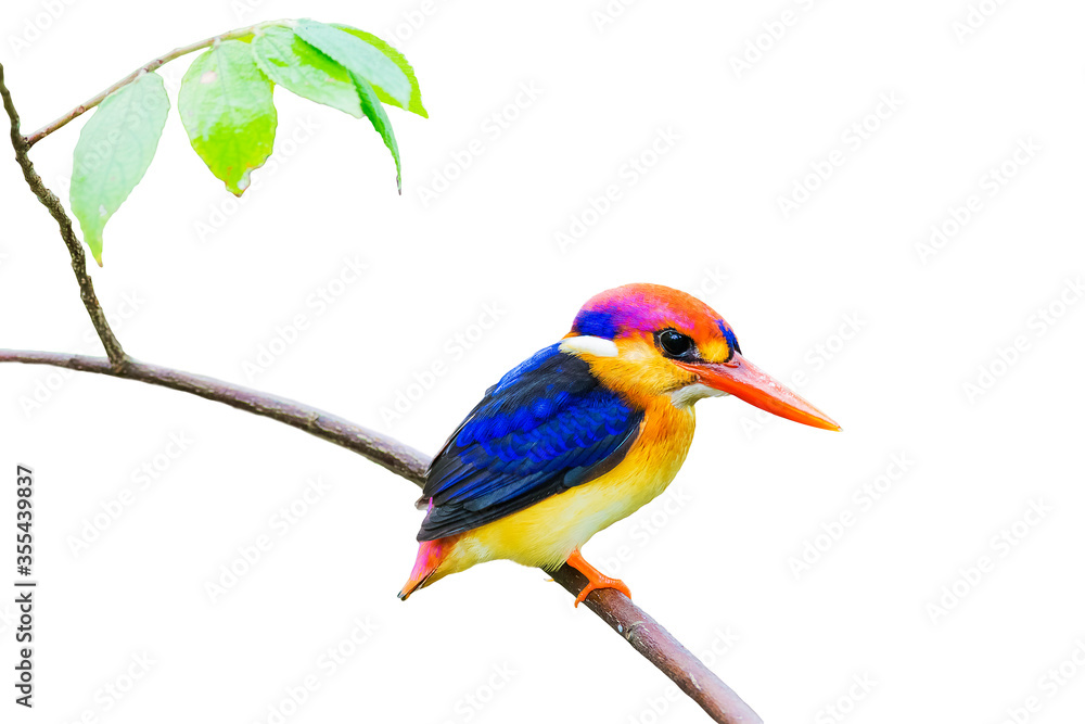 Obraz premium The Oriental dwarf kingfisher (Ceyx erithaca), black-backed kingfisher or three-toed kingfisher isolate on white background.