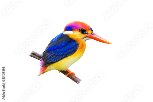 The Oriental dwarf kingfisher (Ceyx erithaca), black-backed kingfisher or three-toed kingfisher isolate on white background.