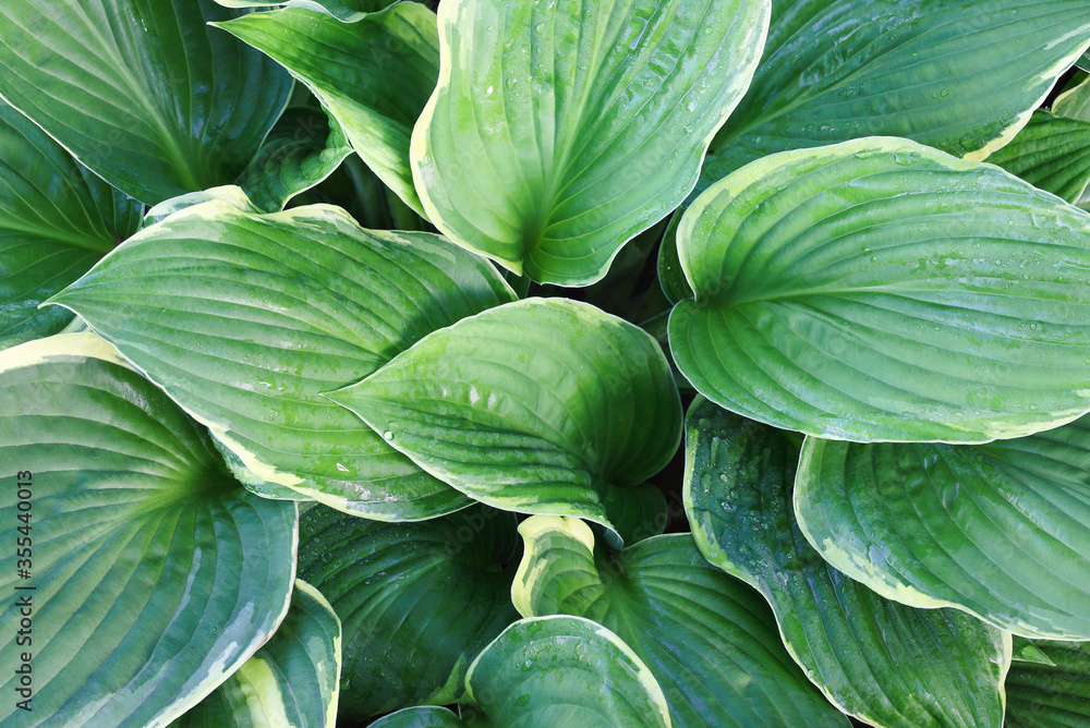 Fototapeta premium Overhead view of beautiful variegated Hosta. Image shot from top view. 