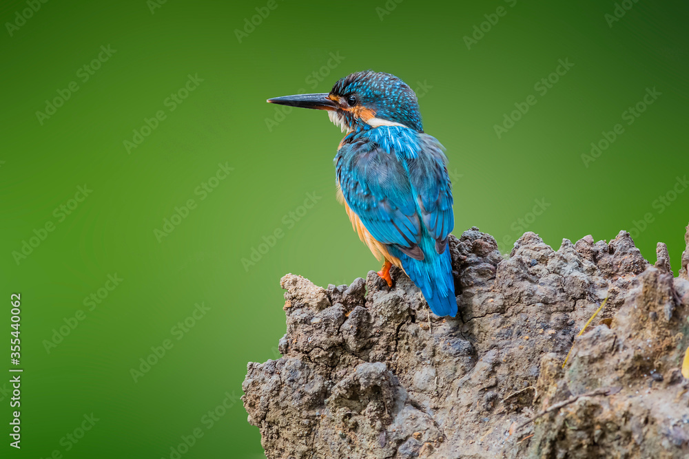 Obraz premium The Common Kingfisher (Alcedo atthis),Eurasian Kingfisher or river Kingfisher.