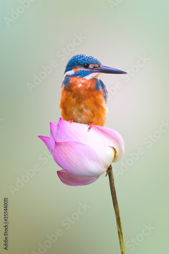 The Common Kingfisher (Alcedo atthis),Eurasian Kingfisher or river Kingfisher. photo