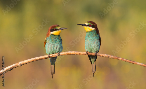 European bee-eater, merops apiaster. An early sunny morning two birds are sitting on a branch.