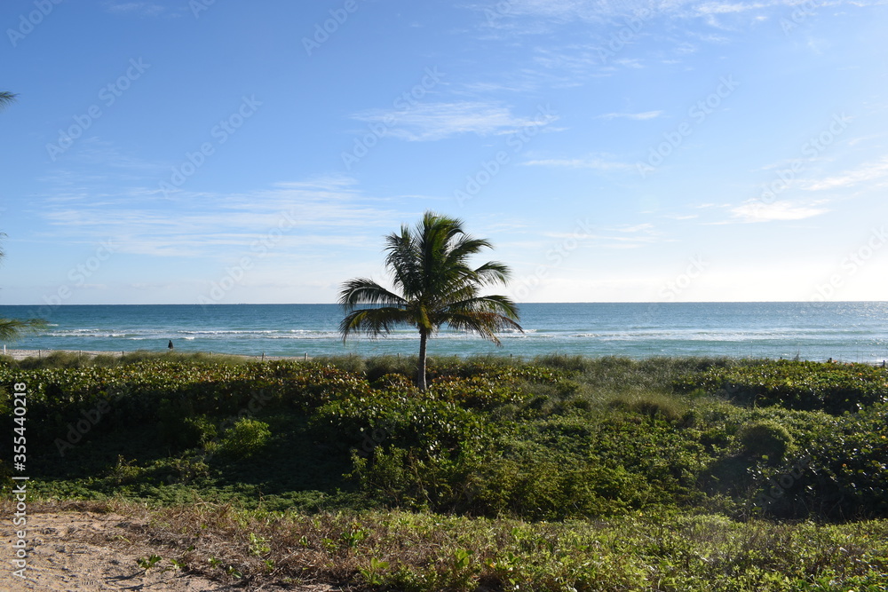 palm trees on the beach