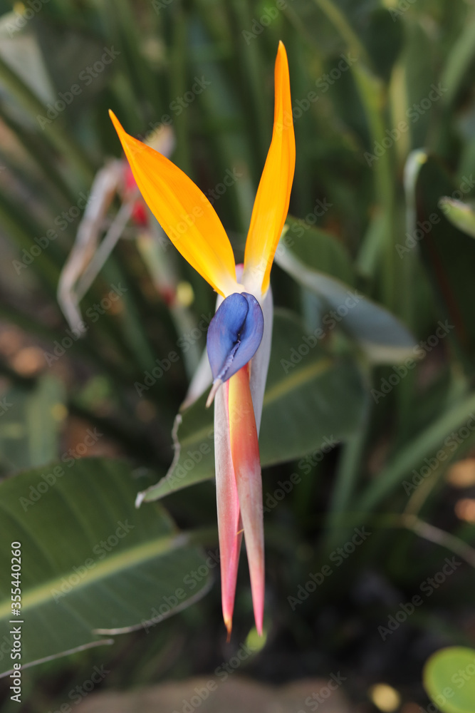 Obraz premium Strelitzia Reginae