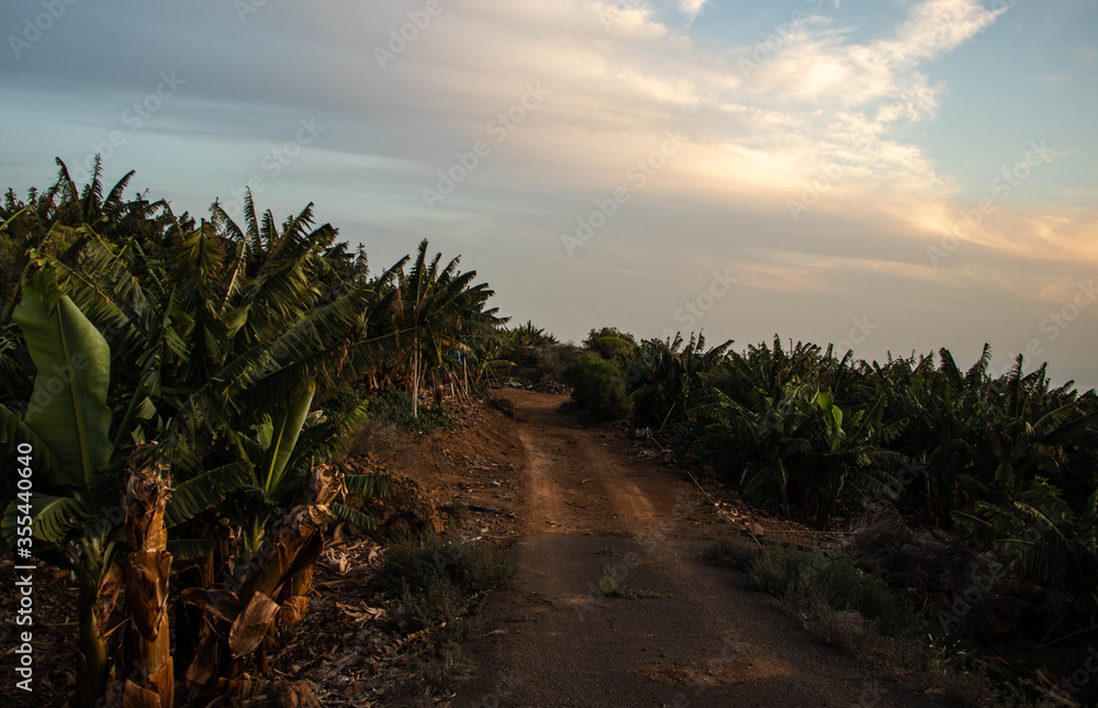 Dirt road in a banana plantation on Tenerife, Spain Dirt road in a banana plantation on Tenerife, Spain