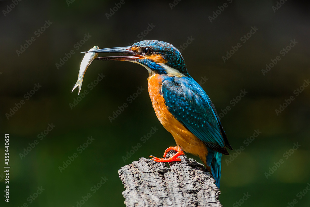 Fototapeta premium Common Kingfisher (Alcedo atthis)