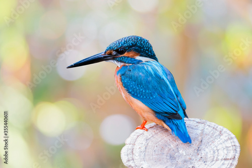 The Common Kingfisher (Alcedo atthis),Eurasian Kingfisher or river Kingfisher.