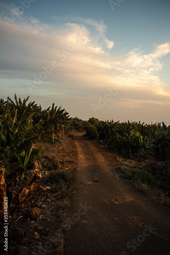Dirt road in a banana plantation on Tenerife  Spain