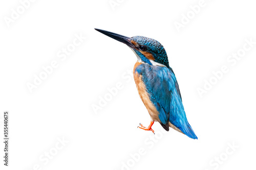 Common Kingfisher (Alcedo atthis) isolate on white background.
