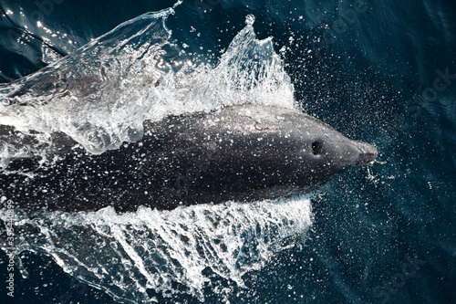 Overhead shot of a dolphin jumping out of the water with the blowhole exposed