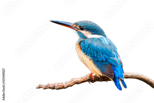Wallpaper Mural Common Kingfisher (Alcedo atthis) isolate on white background.