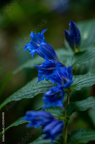 Blue bell flower close up in the shadows