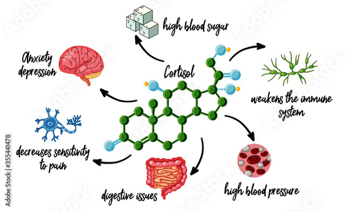 cortisol and functions infographic photo