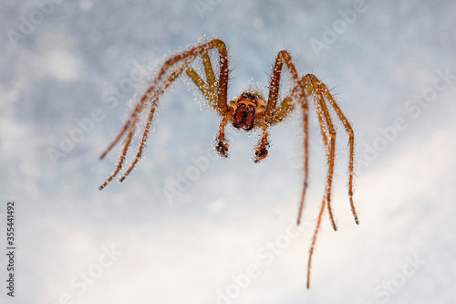 Spider under water with air bubbles keeping it afloat. Common house spider - UK