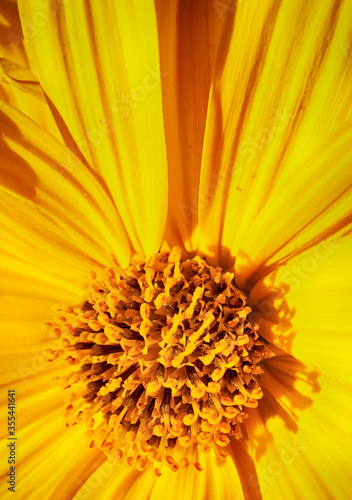 Macro of the yellow center of a daisy.