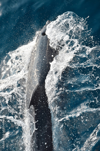 Overhead shot of a dolphin jumping out of the water with the blowhole exposed