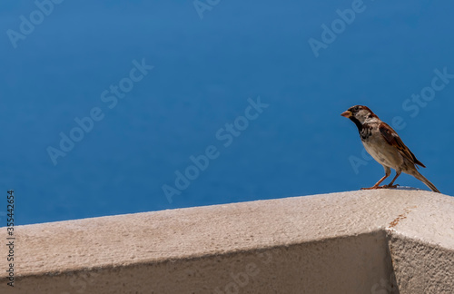 Little sparrow sitting on a fence in Santorini, Greece