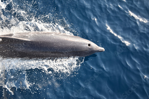 Overhead shot of a dolphin leaping out of the water with the blowhole exposed photo