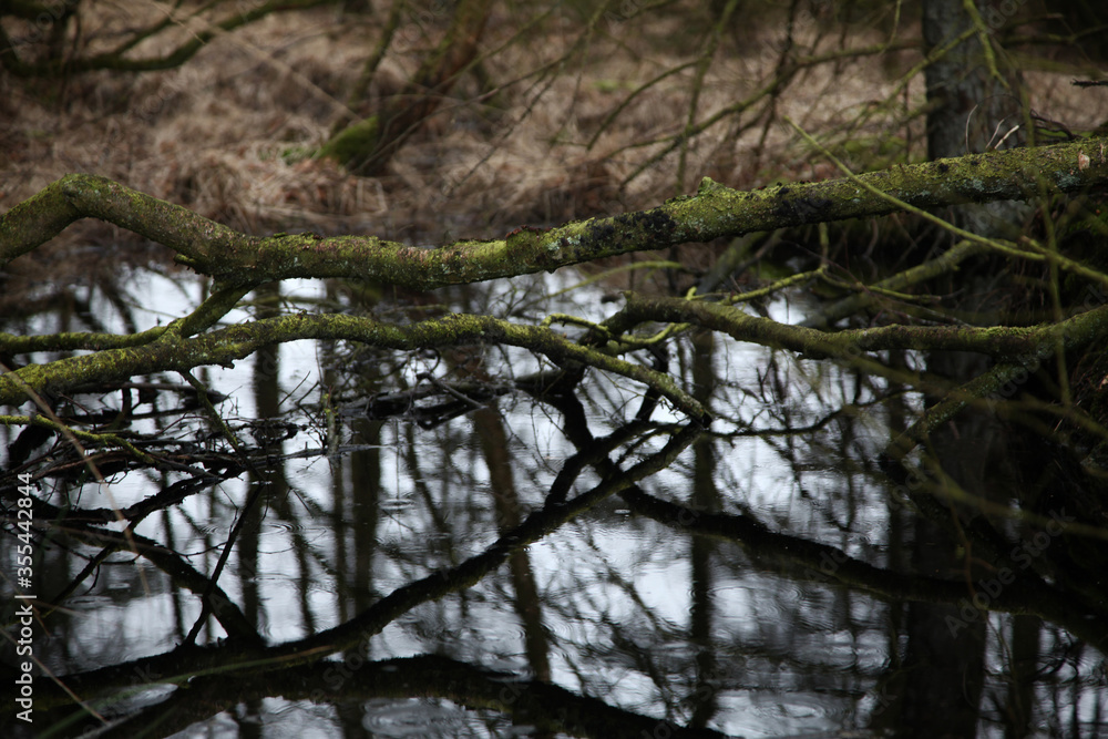 Wald Landschaft im Herbst, Spiegelung im Wasser von einem Teich Wald Landschaft im Herbst, Spiegelung im Wasser von einem Teich