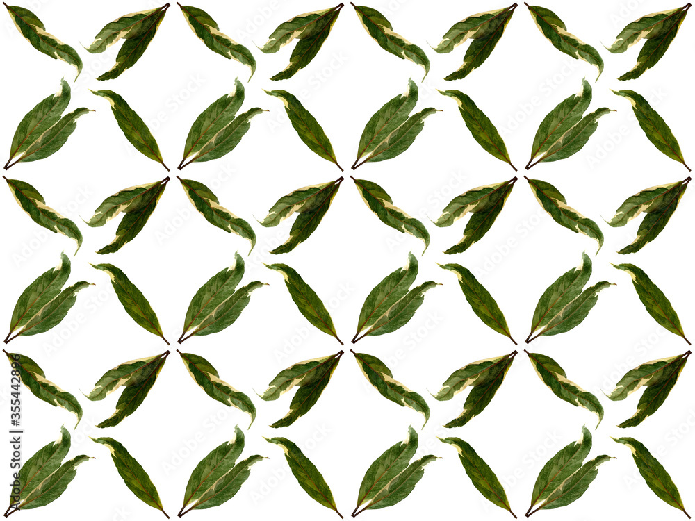 Leaves or Foliage pattern with a white background. Beautiful leaf pattern. Leaves or Foliage pattern with a white background. Beautiful leaf pattern.