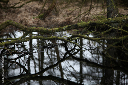 Wald Landschaft im Herbst, Spiegelung im Wasser von einem Teich