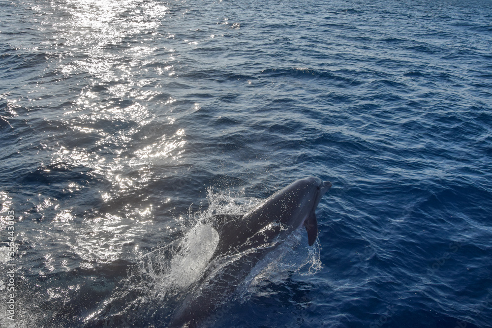 Fototapeta premium Beautiful wild dolphin leaping out of the water with sun reflecting on the sea