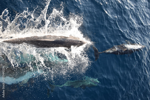 Overhead action shot of wild dolphins pod leaping out of the water photo