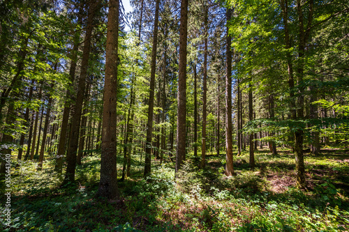Fototapeta Naklejka Na Ścianę i Meble -  Lots of trees in the woods in Black Forest on a sunny day