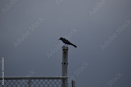 crow on a fence post