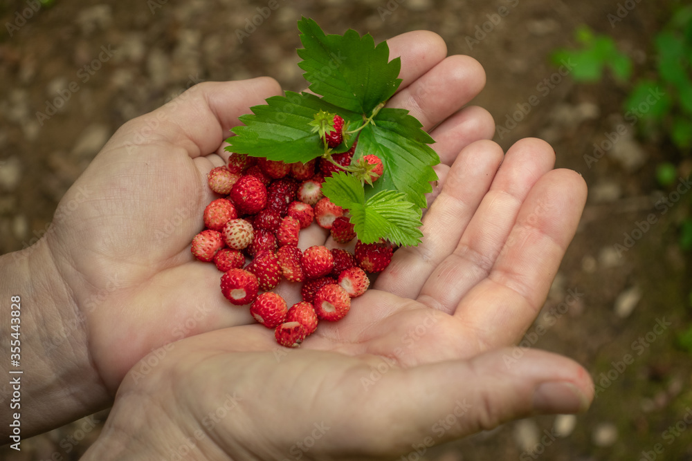 hands holding a bunch of wild strawberries hands holding a bunch of wild strawberries
