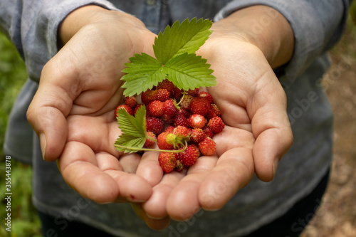 woman hands showing wild strawberries