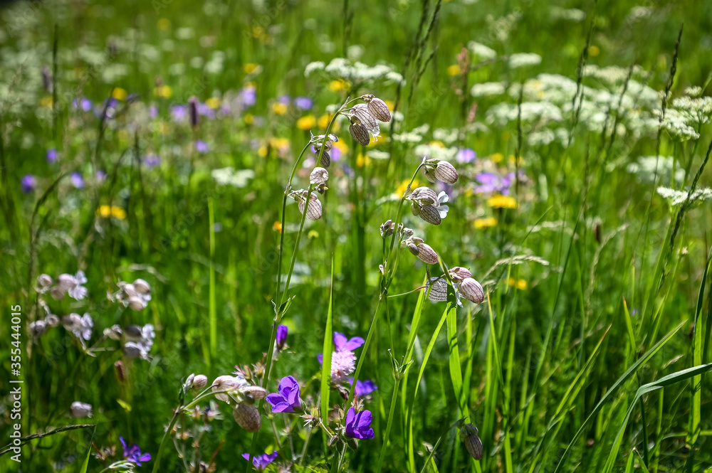 Flower Silene Vulgaris in a grass field close up Flower Silene Vulgaris in a grass field close up