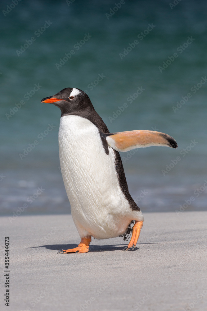 Naklejka premium Gentoo Penguin walking on beach