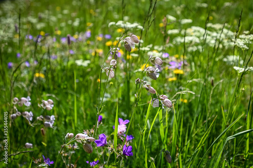 Flower Silene Vulgaris in a grass field close up