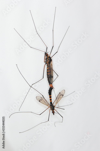 Crane fly is a common name referring to any member of the insect family Tipulidae. It is significant pest in soil of many crops.