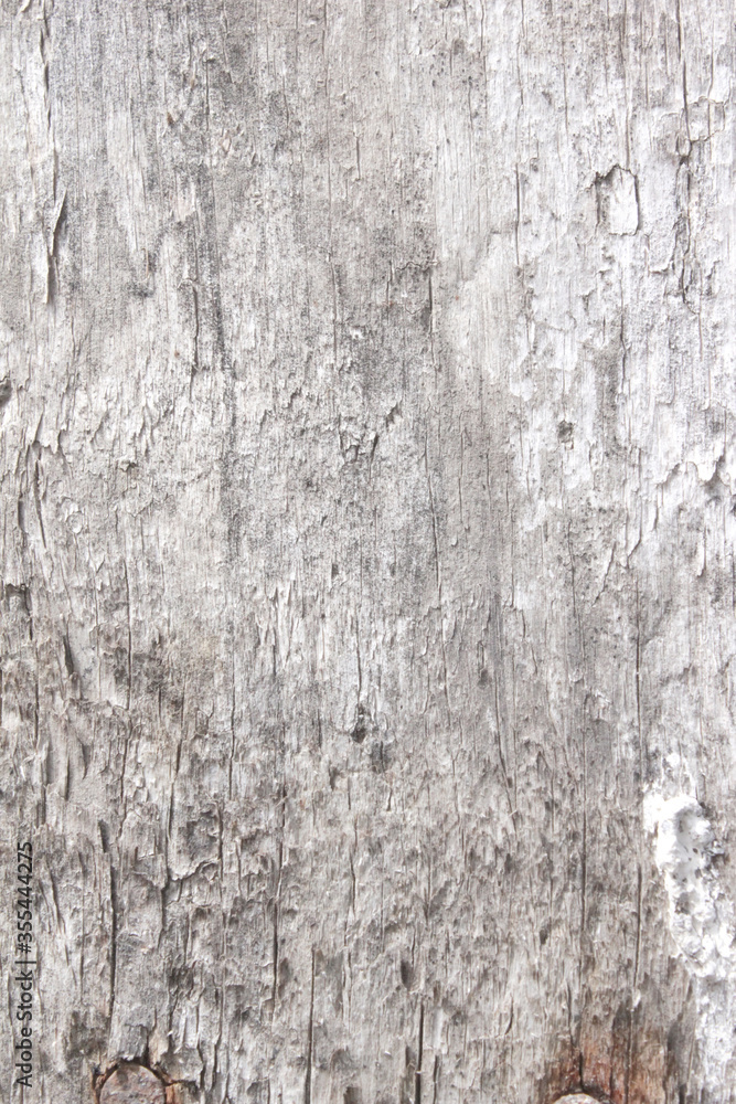 the bark of a tree painted white. chalk whitewash on wood. white tree. wood white texture