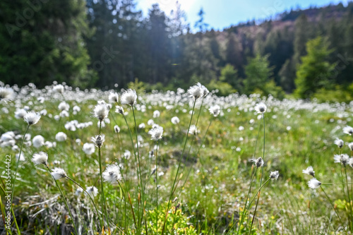 Field of white flowers in the mountains