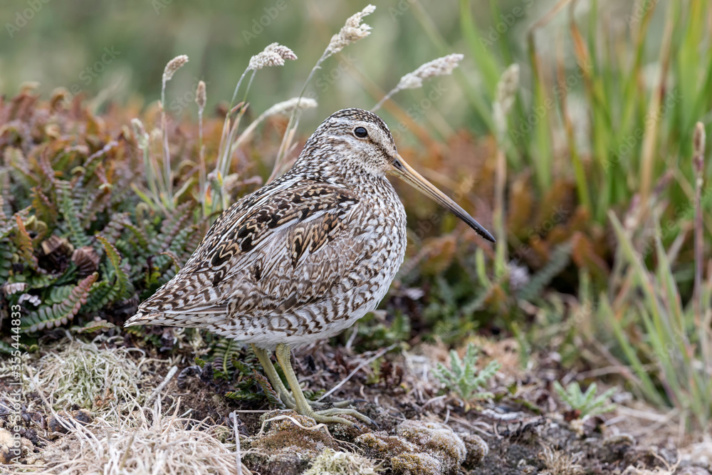 Magellanic Snipe Magellanic Snipe