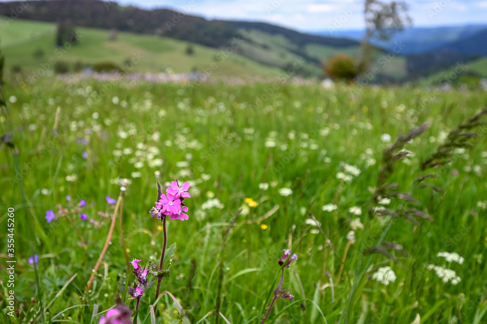 A single pink flower in a field of grass in the mountains A single pink flower in a field of grass in the mountains