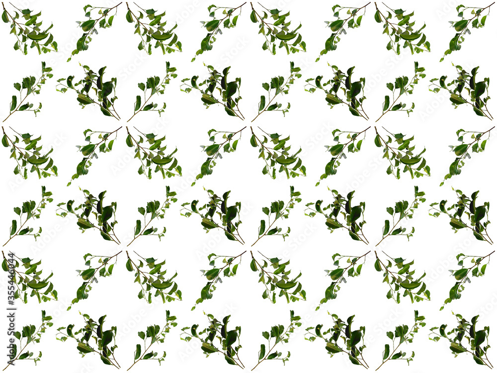 Fototapeta Leaves or Foliage pattern with a white background. Beautiful leaf pattern.