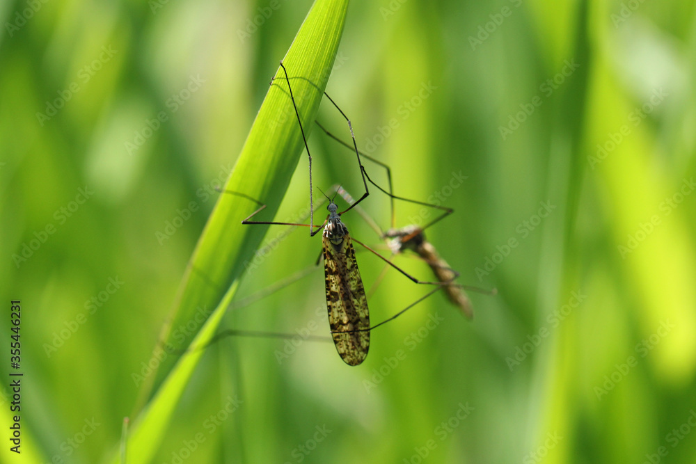 Crane fly is a common name referring to any member of the insect family Tipulidae. Larvae of this insects are significant pest of many crops in soil. Crane fly is a common name referring to any member of the insect family Tipulidae. Larvae of this insects are significant pest of many crops in soil.