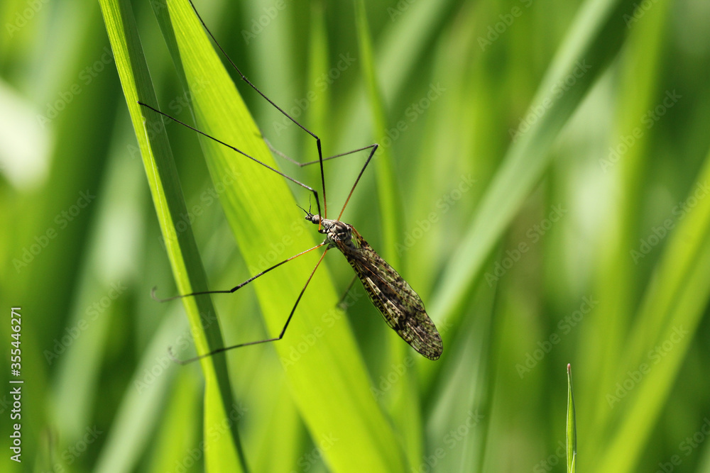Crane fly is a common name referring to any member of the insect family Tipulidae. Larvae of this insects are significant pest of many crops in soil. Crane fly is a common name referring to any member of the insect family Tipulidae. Larvae of this insects are significant pest of many crops in soil.
